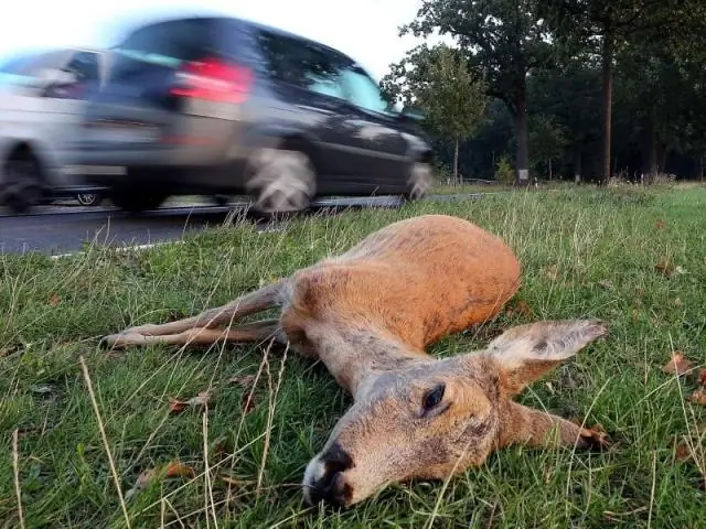 Quando sei coinvolto in una collisione la prima cosa che devi sempre fare è?