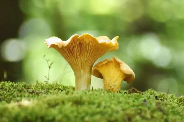 Em que tipo de solo crescem os cogumelos cogumelos?