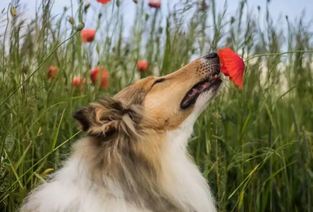 Kuv yuav ua li cas kom kuv lub tog zaum tsis nres beeping?